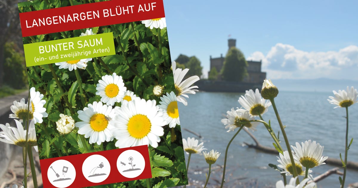 LANGENARGEN BLÜHT AUF